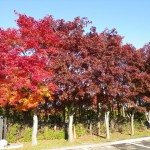 駐車場のノムラモミジ